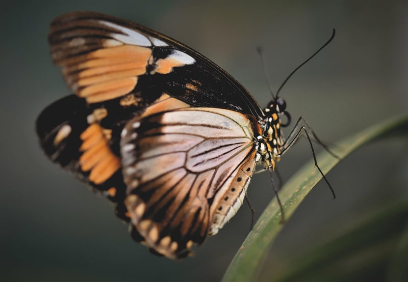 Butterfly Effect Laws